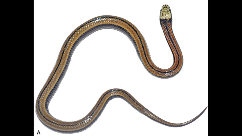 The snake’s light brown body is marked with black and blue stripes.