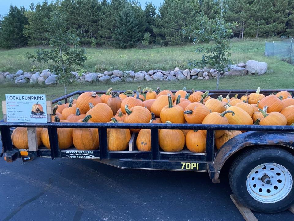 Point Pumpkin Patch has trailers loaded with pumpkins throughout the area. People can choose their favorite and drop a payment in the lock box.