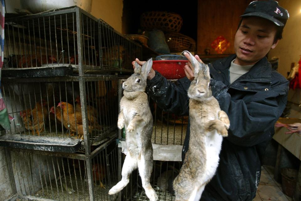 wet market china rabbit