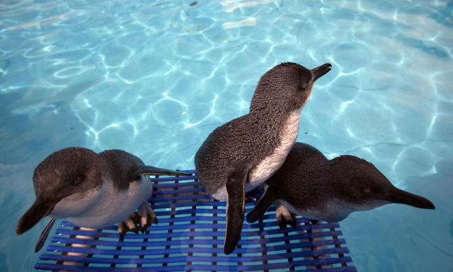 Calif. wildlife team rescues penguins from Peru oil spill