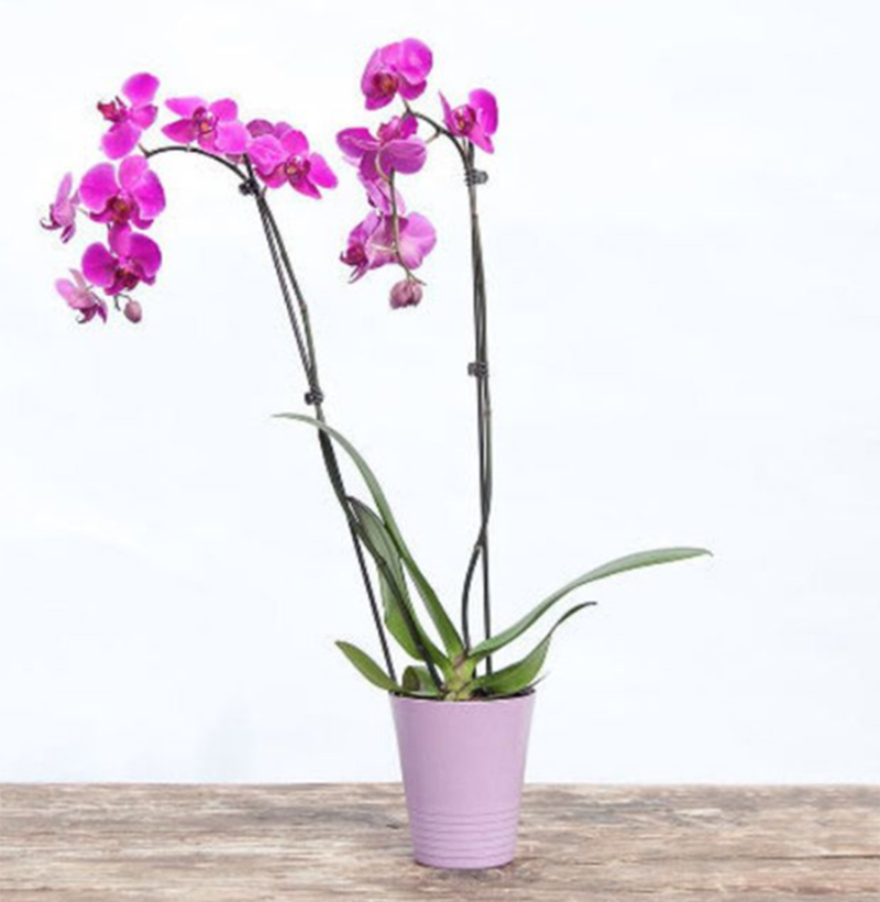 <p><a href="https://go.redirectingat.com?id=74968X1596630&url=https%3A%2F%2Fbouqs.com%2Fflowers%2Forchids%2Fgrowers-choice-orchid&sref=https%3A%2F%2Fwww.esquire.com%2Flifestyle%2Fg18371176%2Funique-mothers-day-gifts%2F" rel="nofollow noopener" target="_blank" data-ylk="slk:Shop Now;elm:context_link;itc:0;sec:content-canvas" class="link rapid-noclick-resp">Shop Now</a></p><p>Orchid Delviery</p><p>bouqs.com</p><p>$74.00</p>