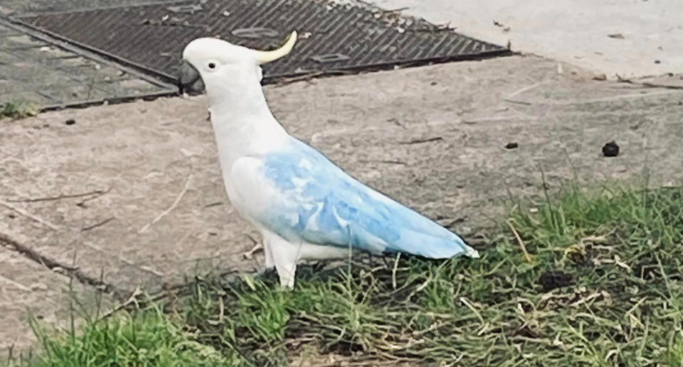 Blue cockatoo Mittagong, NSW