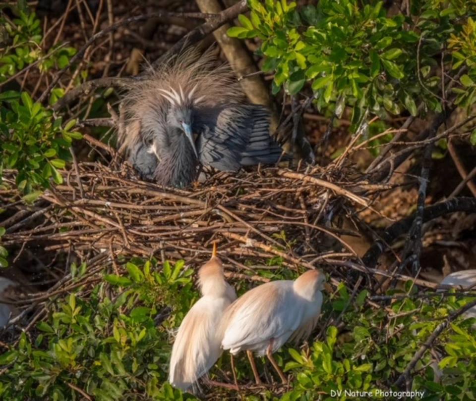A tricolored heron on its nest at the Calusa rookery. Dennis Horn DV Nature Photography/Contributed to the Herald