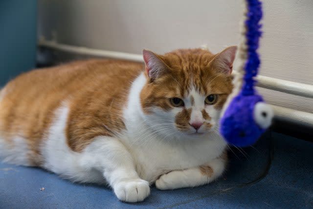 Pumpkin's done 'amazingly well', said vet Fiona Gregge (PDSA/PA)