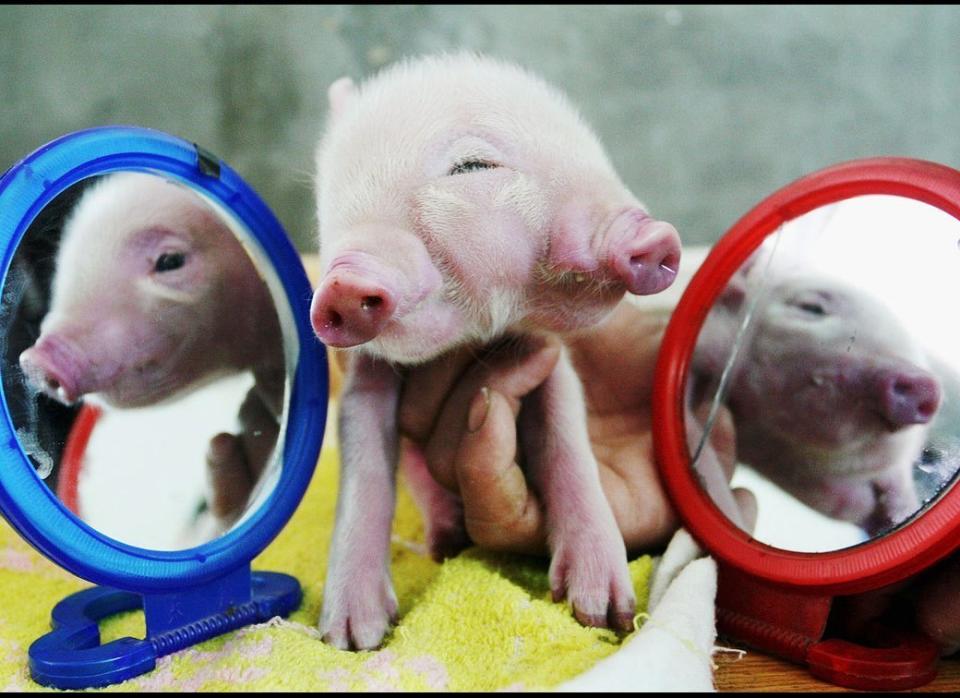 A newly born piglet with one head, two mouths, two noses and three eyes is reflected by mirrors on March 6, 2007, in China. 