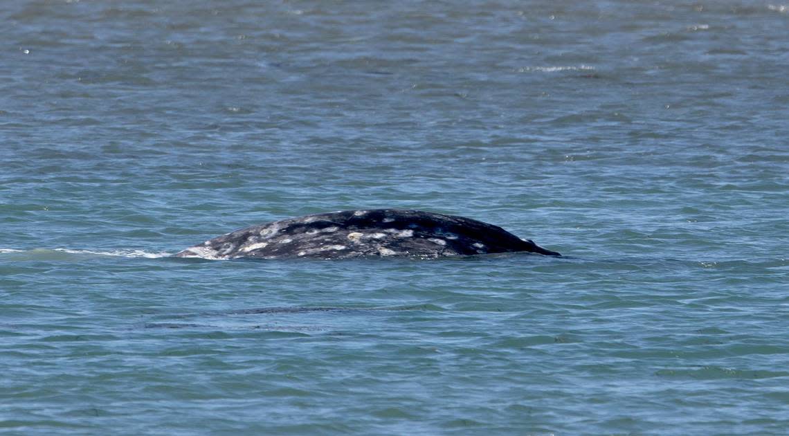 A gray whale surfaces in the Morro Bay Harbor near Morro Rock on Thursday, March 14, 2024. The whale has been been spotted in the harbor for the last few days. Laura Dickinson/ldickinson@thetribunenews.com