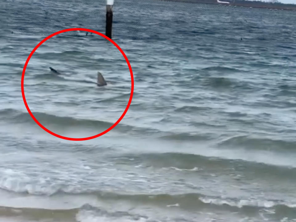 Footage shared to social media showed the shark lurking around the waters at Brighton Le Sands beach on Tuesday. Image: Facebook/Nick Webb