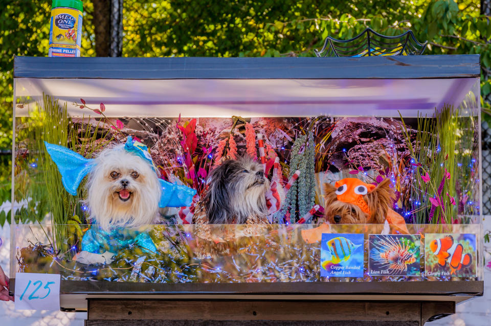 Costumed pooches prance In annual Halloween Dog Parade in New York City