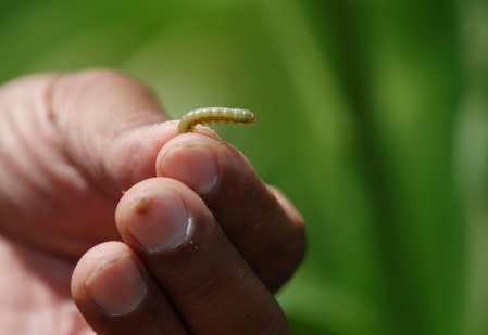 A farmer shows an Army Worm in a maize field at Pak Chong district in Thailand