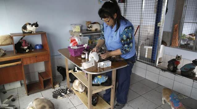 Maria Torero gets ready to medicate a sick cat at her Cat Hospice. Photo: AP
