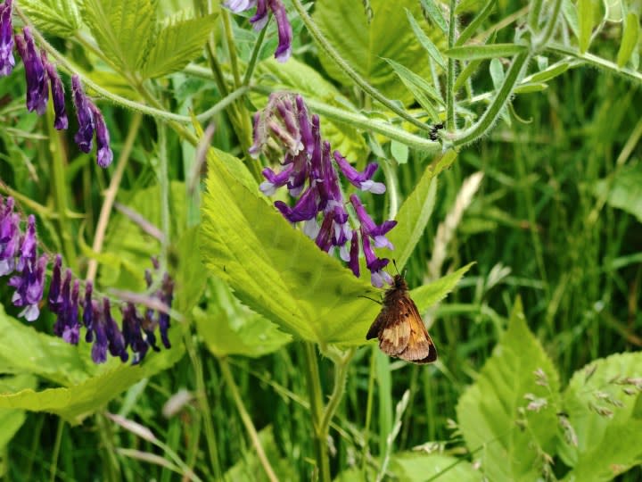 A photo of a brown moth on a small plant, taken with the Honor 200 Pro.