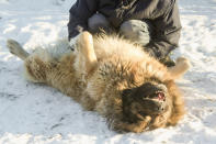 Der Name leitet sich vom russischen Wort für „Schafhirte“ ab. Owtscharkas sind sehr widerstandsfähige Tiere, sie können problemlos im Freien leben. Wie der Name verrät, handelt es sich um Wachhunde, die ursprünglich ganze Herden vor Dieben beschützten. Laut dem „Kaukasischen Owtscharka Club e.V.“ zeichnet sich die Rasse durch natürliches Misstrauen gegenüber Fremden aus. Sie ist zudem selbstbewusst, eigensinnig und souverän. Für die Erziehung ist „viel Lob, Liebe und Geduld, Konsequenz und absolute Autorität“ unerlässlich. Foto: gettyimages / MegaV0lt