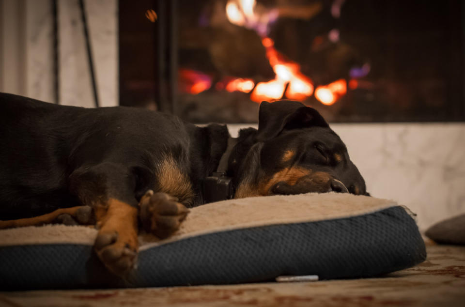 Keep your dog safe around the fireplace. <p>jdross75/Shutterstock</p>