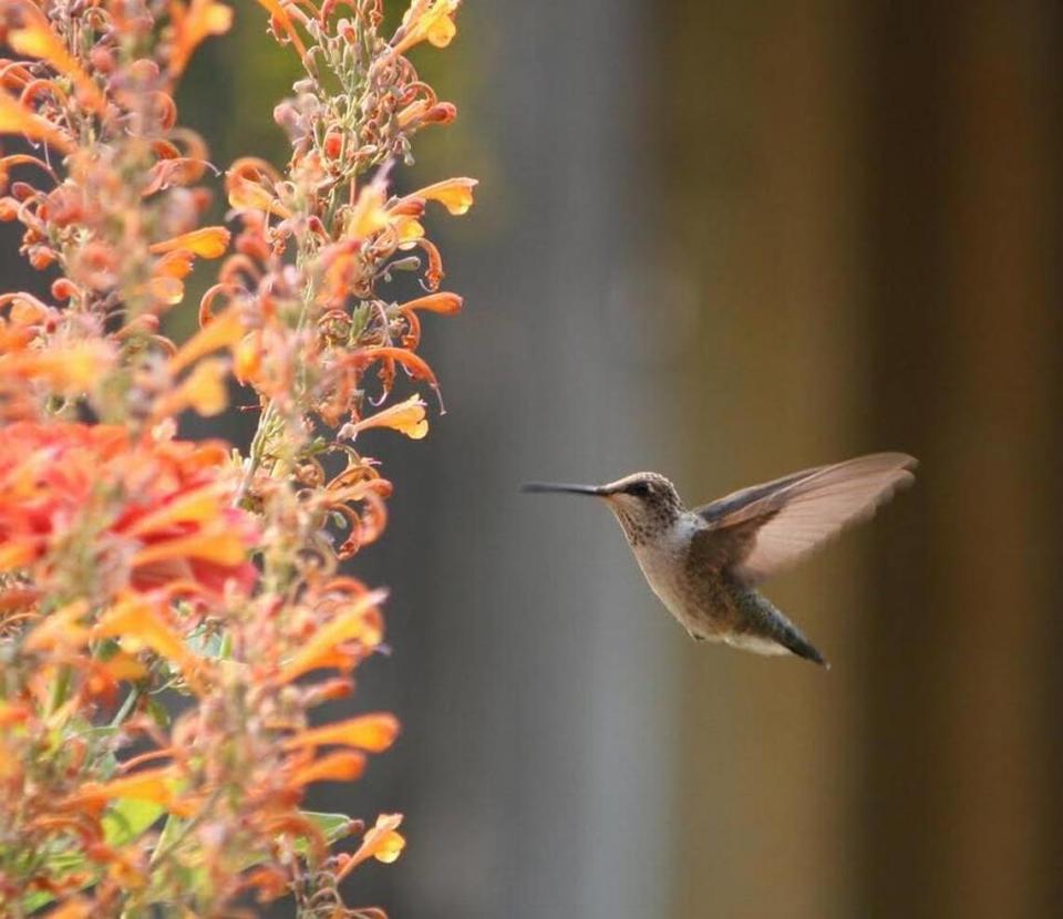 This black-chinned hummingbird was looking for lunch in the tubular blossoms of this peach agastache.