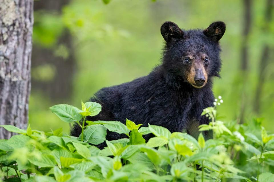 <p>Getty</p> A black bear cub