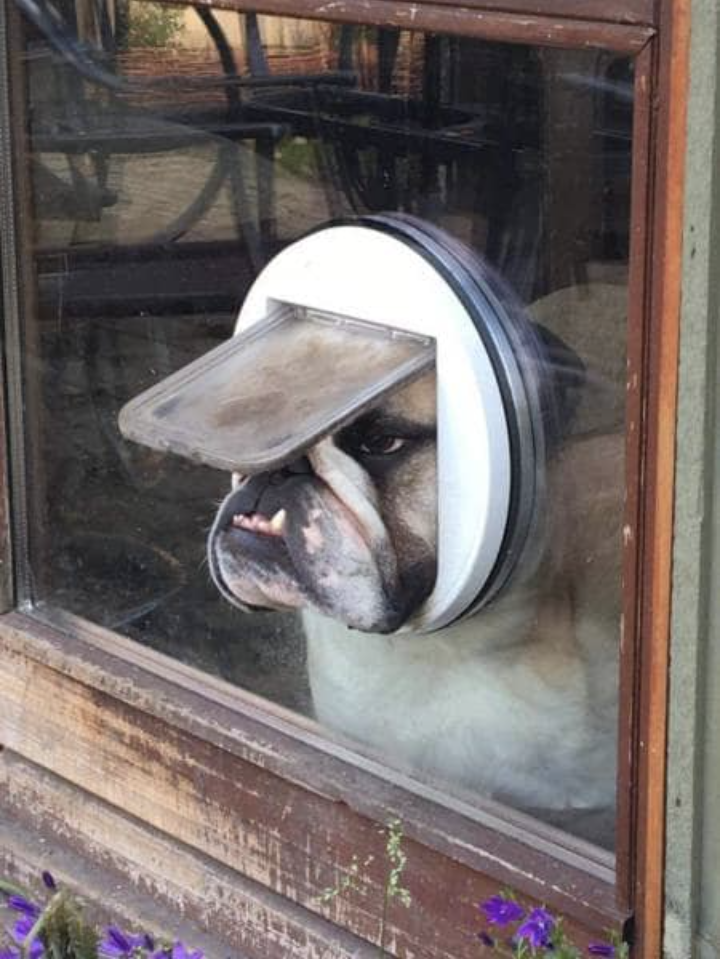 a tiny doggy door with a dog's snout coming through