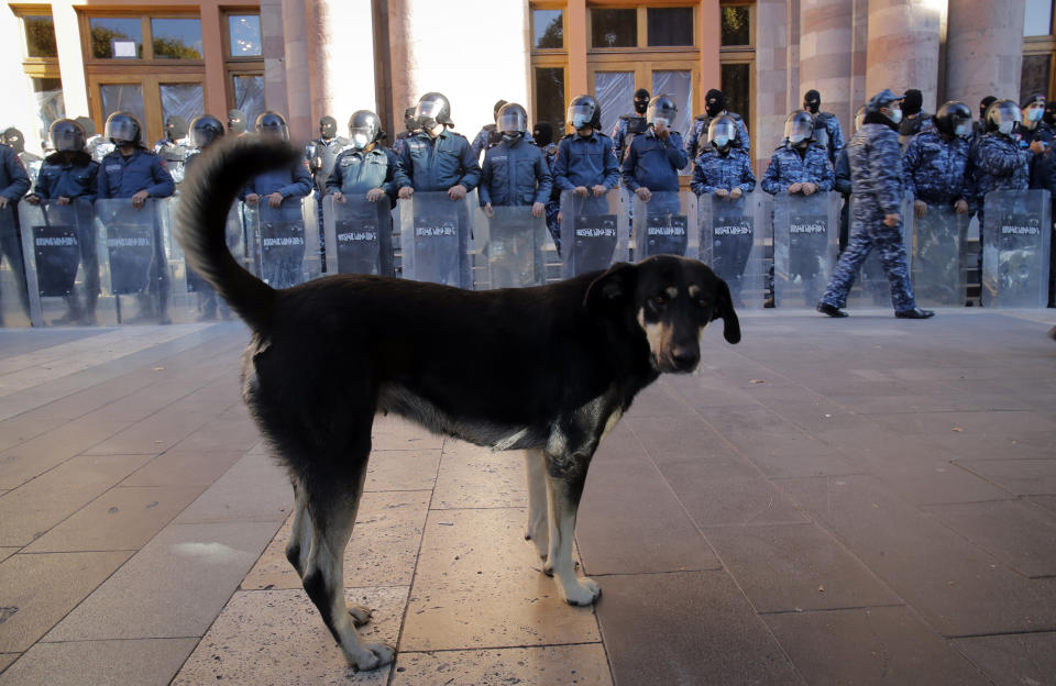 A dog walks as police guard the government building, during a protest against an agreement to halt fighting over the Nagorno-Karabakh region in Yerevan, Armenia, Wednesday, Nov. 11, 2020. Thousands of people flooded the streets of Yerevan once again on Wednesday, protesting an agreement between Armenia and Azerbaijan to halt the fighting over Nagorno-Karabakh, which calls for deployment of nearly 2,000 Russian peacekeepers and territorial concessions. Protesters clashed with police, and scores have been detained. (AP Photo/Dmitri Lovetsky)