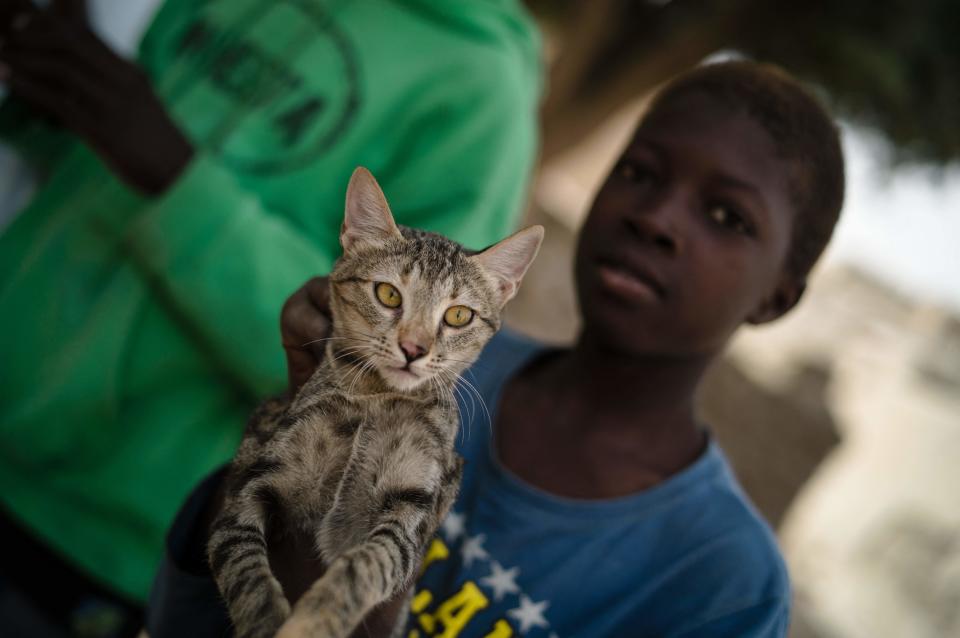 <p>Prácticamente todas las personas de la ciudad han cazado a los gatos en algún momento de su niñez. (Photo by FLORENT VERGNES/AFP via Getty Images)</p> 