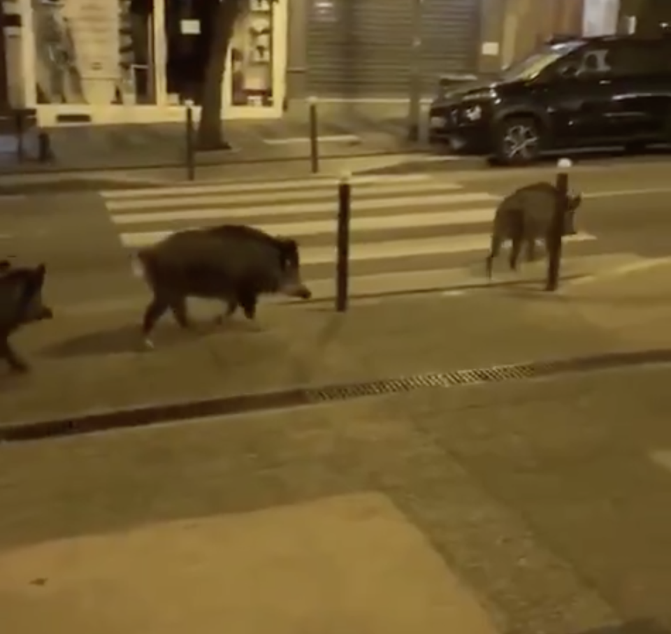 Wild boar were also seen roaming the streets of Paris. (TWITTER/@TheGallowBoob) 