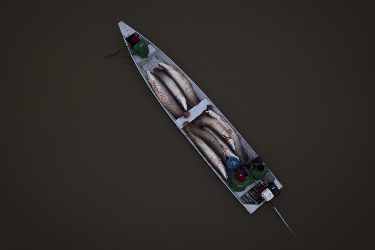 A boat transports fish to the processing ship, in San Raimundo settlement lake, Carauari, Brazil, Tuesday, Sept. 6, 2022. Pirarucu fishing is done once a year, around September, the period of lowest water. (AP Photo/Jorge Saenz)