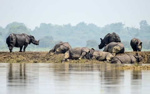 One-horned rhinos rest on a highland in the flood affected area of Kaziranga National Park in Assam - Credit: REUTERS/Anuwar Hazarika
