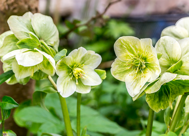 Video: How to Grow, Hydrate, and Hold Hellebores as Cut Flowers