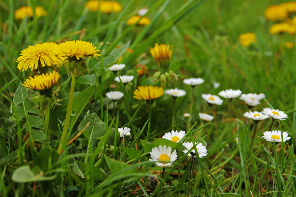 Sind oft gemeinsam auf Wiesen zu finden und beide essbar: Löwenzahn und Gänseblümchen. (Bild: Getty Images)