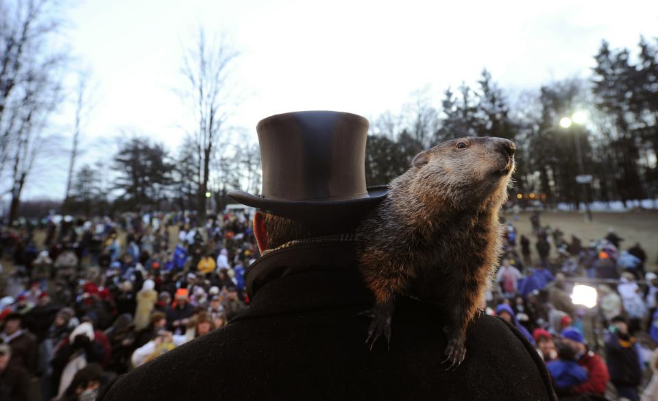 PUNXSUTAWNEY, PA - FEBRUARY 2: Groundhog handler Ben Hughes watches Punxsutawney Phil after he did not see his shadow predicting an early spring during the 125th annual Groundhog Day festivities on February 2, 2011 in Punxsutawney, Pennsylvania. Groundhog Day is a popular tradition in the United States and Canada. A smaller than usual crowd this year of less than 15,000 people spent a night of revelry awaiting the sunrise and the groundhog's exit from his winter den. If Punxsutawney Phil sees his shadow he regards it as an omen of six more weeks of bad weather and returns to his den. Early spring arrives if he does not see his shadow causing Phil to remain above ground. (Photo by Jeff Swensen/Getty Images)