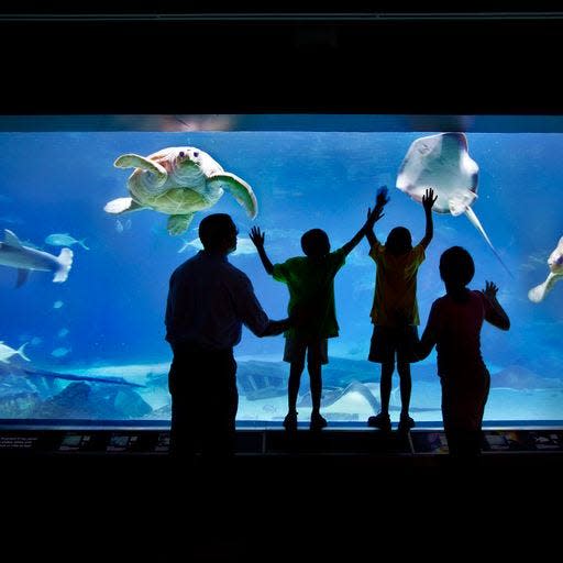 The Adventure Aquarium in Camden, New Jersey, has shark offerings.