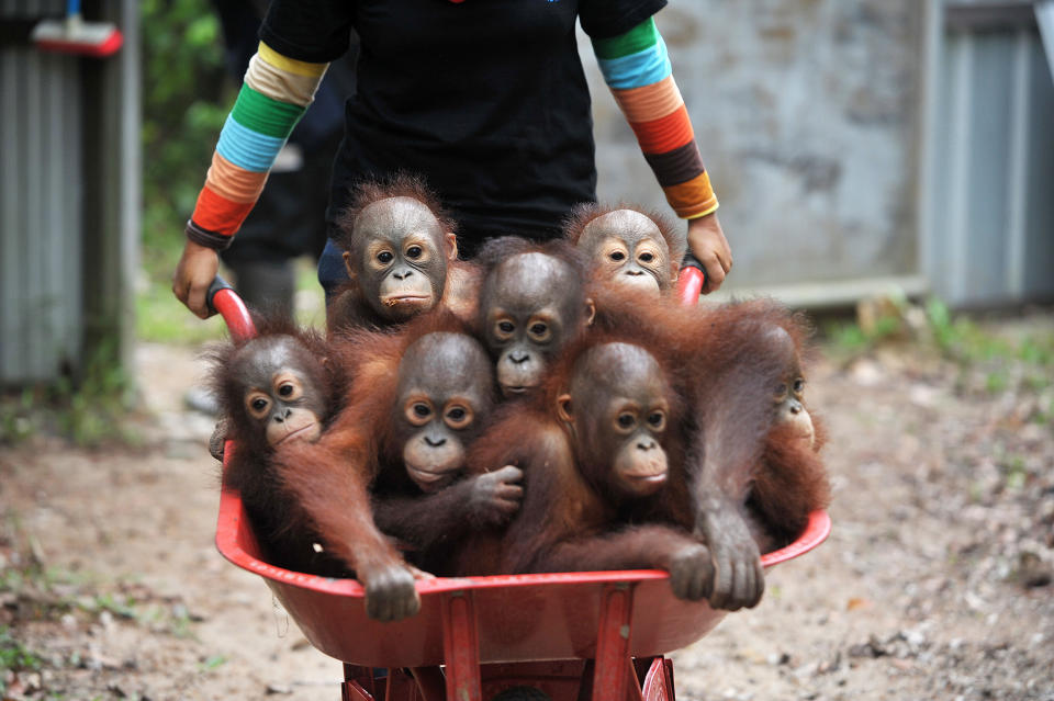 <p>Mit Schubkarren werden diese kleinen Waldbewohner in die Schule gefahren: Mitarbeiter des „Orangutan Safety and Conservation Centers“ auf Borneo geben diesen Menschenaffen die Chance, sich im Urwald zurechtzufinden. Sie wurden aus der Gefangenschaft gerettet und lernen in der Waldschule nun unter anderem, wie man klettert, bevor sie ausgewildert werden. (Bild: Getty Images) </p>