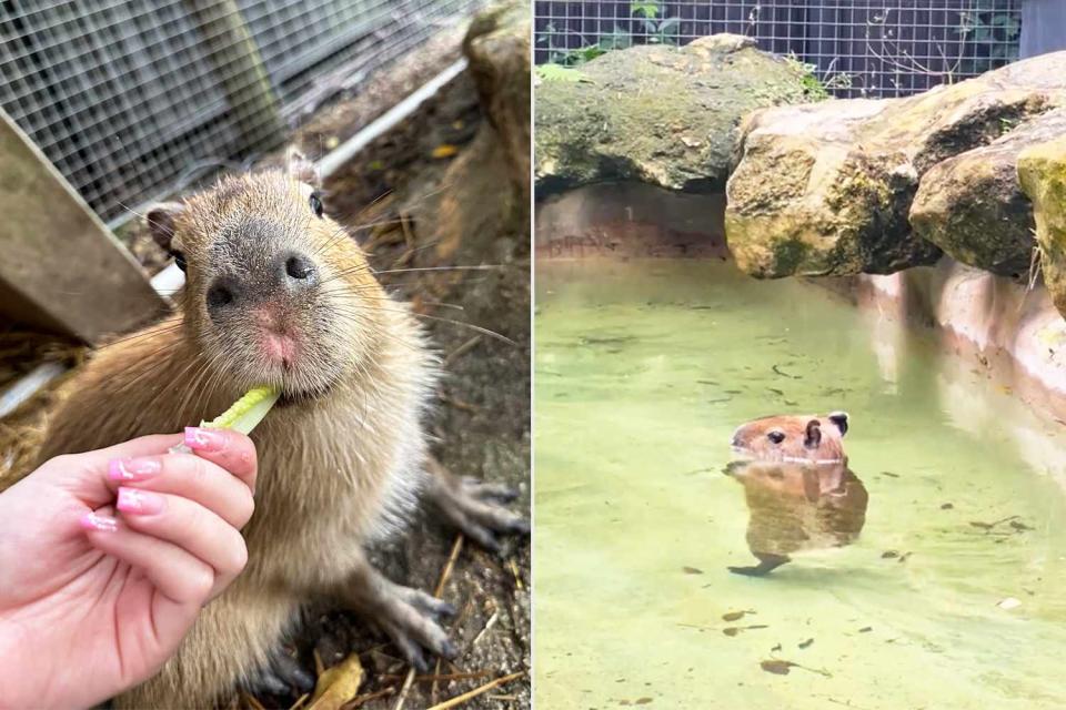 <p>ZWF Miami</p> Eve the capybara enjoying a snack at the Zoological Wildlife Foundation and dancing in her new habitat at the Florida zoo