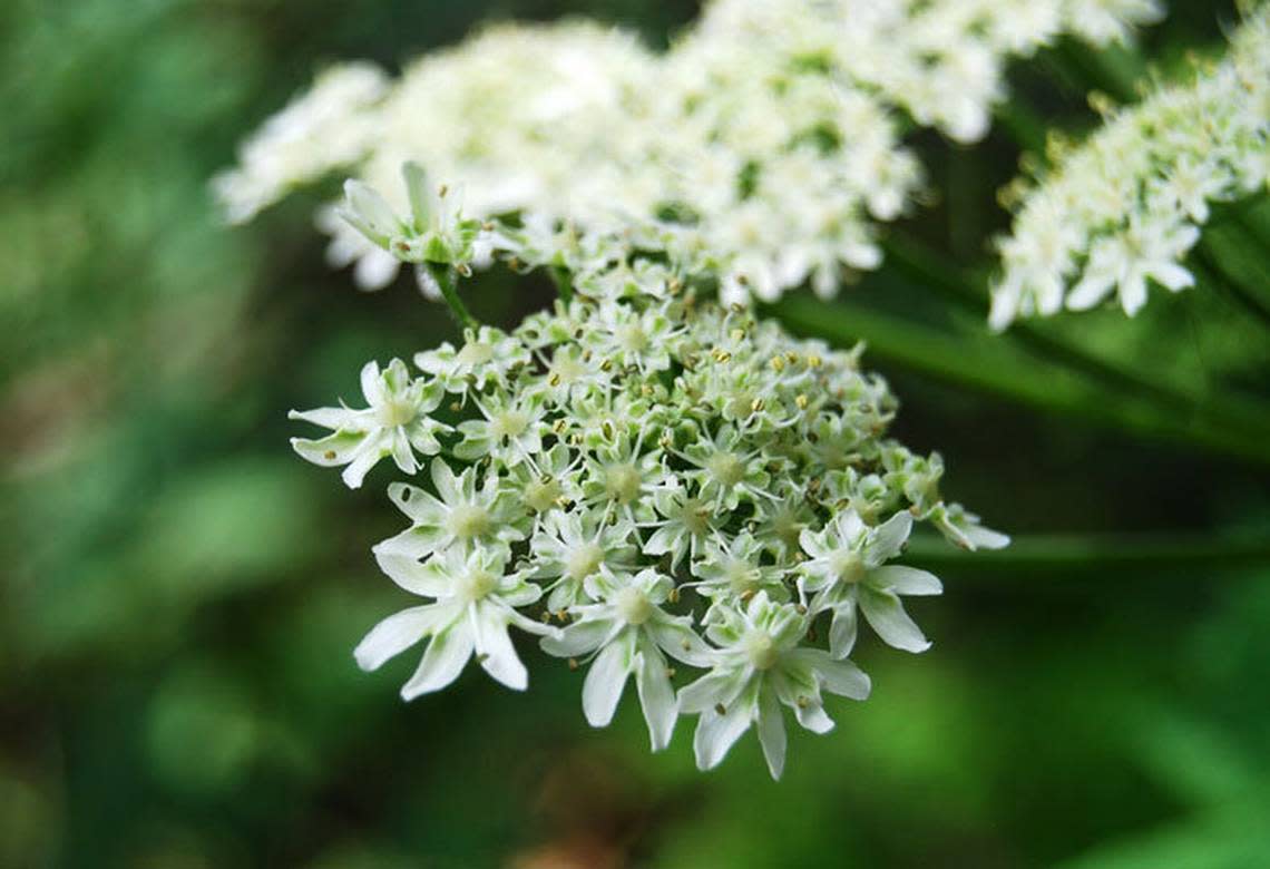The delicate flowers of the giant hogweed belie the dangers of this toxic plant. The sap from hogweed can burn human skin.