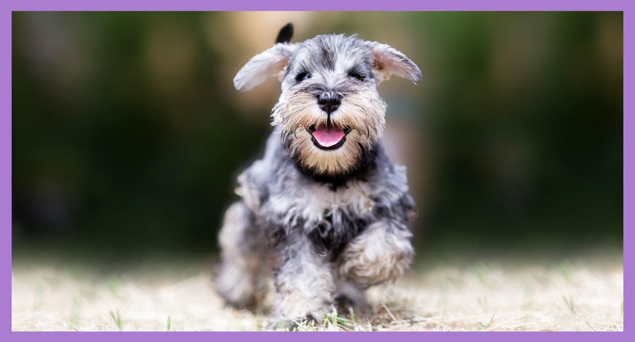 There is no one solution to curing puppy anxiety, but creating a happy, healthy and safe environment for your puppy to feel loved and supported is a step in the right direction. (Photo: Getty Images)