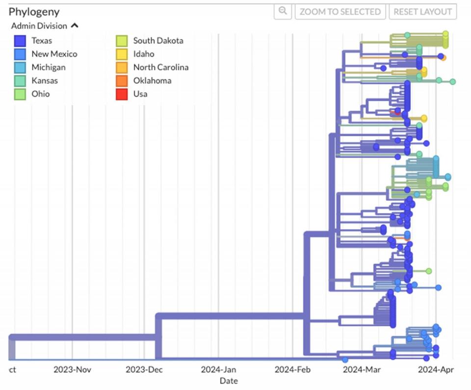 PHOTO: Genomic sequences from H5N1 viruses suggest the current bird flu epidemic started with a spillover from birds into cows in Texas, and then spread to other states within cattle. Routes and timing remain uncertain because of limited data. (KFF Health News, May 15. Screenshot of nextstrain.org)