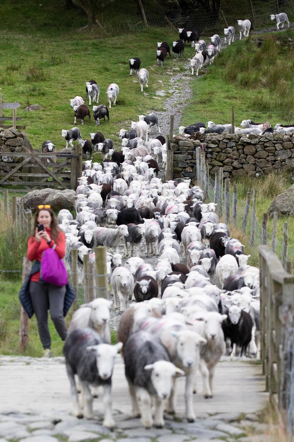 Tom Cruise Suffers Delays On Set Of New Mission Impossible Due To Crew Blunder With A Flock Of Sheep Costing The Production Time And Money.