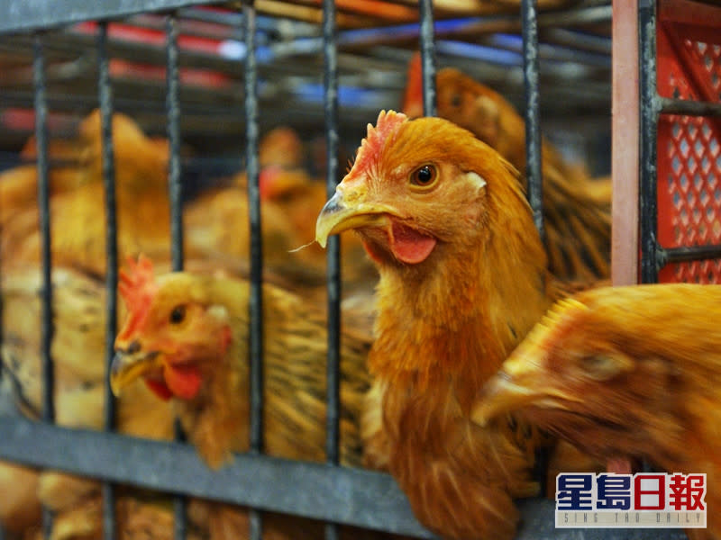 波蘭部分地區再爆發H5N8禽流感，本港暫停進口該些地區的禽類產品。資料圖片（示意圖）