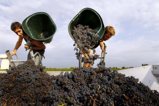 Grape pickers at work at Bordeaux grand cru vineyard Chateau Haut-Brion last August. Prices have skyrocketed over the last decade, alienating traditional customers in America and Europe in favour of rapacious demand from China's super-rich