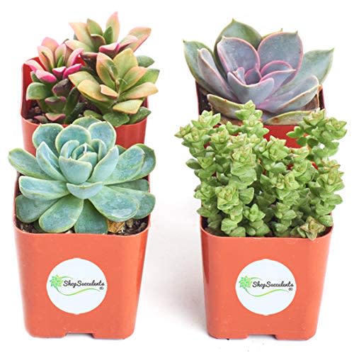 Shop Succulents Hand Selected Mini Succulents (Amazon / Amazon)