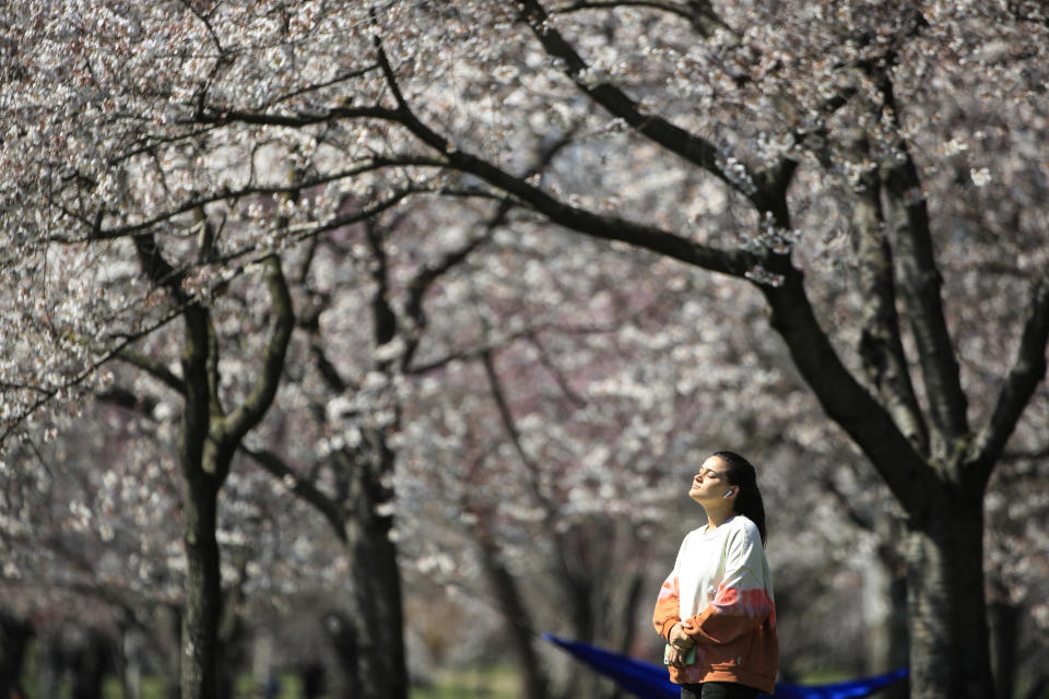 In this March 26, 2020, photo, a person takes in the afternoon sun amongst the cherry blossoms along Kelly Drive in Philadelphia. For millions of seasonal allergy sufferers, the annual onset of watery eyes and scratchy throats is bumping up against the global spread of a new virus that produces its own constellation of respiratory symptoms. That’s causing angst for people who suffer from hay fever and are now asking themselves whether their symptoms are related to their allergies or the new coronavirus. (AP Photo/Matt Rourke)