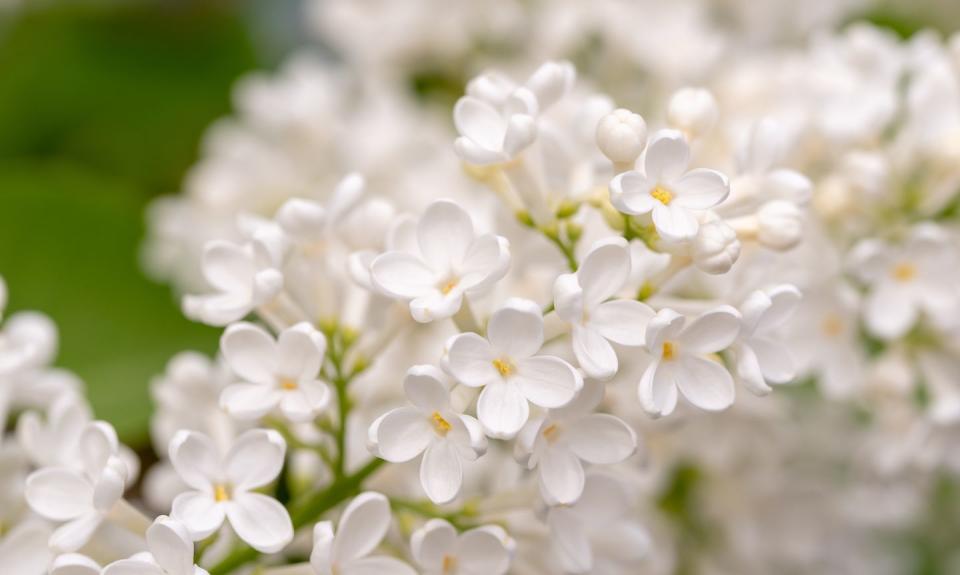 best white flowers lilac