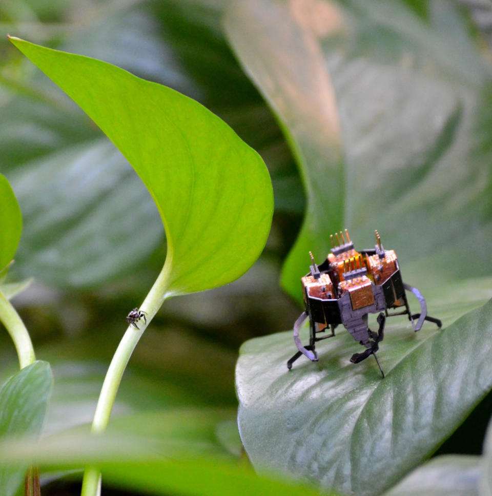 Researchers compared how animal-inspired robotics and their organic counterparts stacked up when compared against five different subsystems associated with running. <em>Credit: <u>Animal Inspired Movement and Robotics Lab, CU Boulder</u></em>