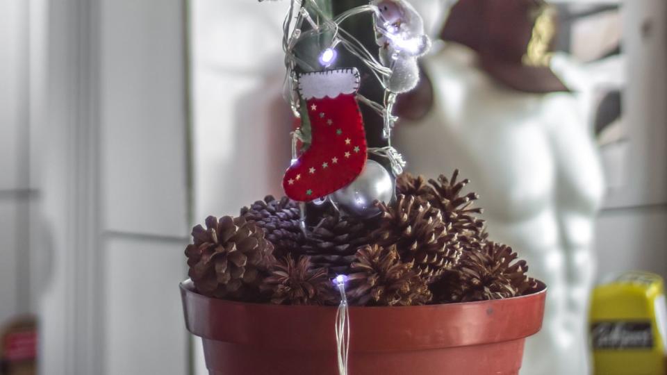 christmas tree, cactus decorated for christmas