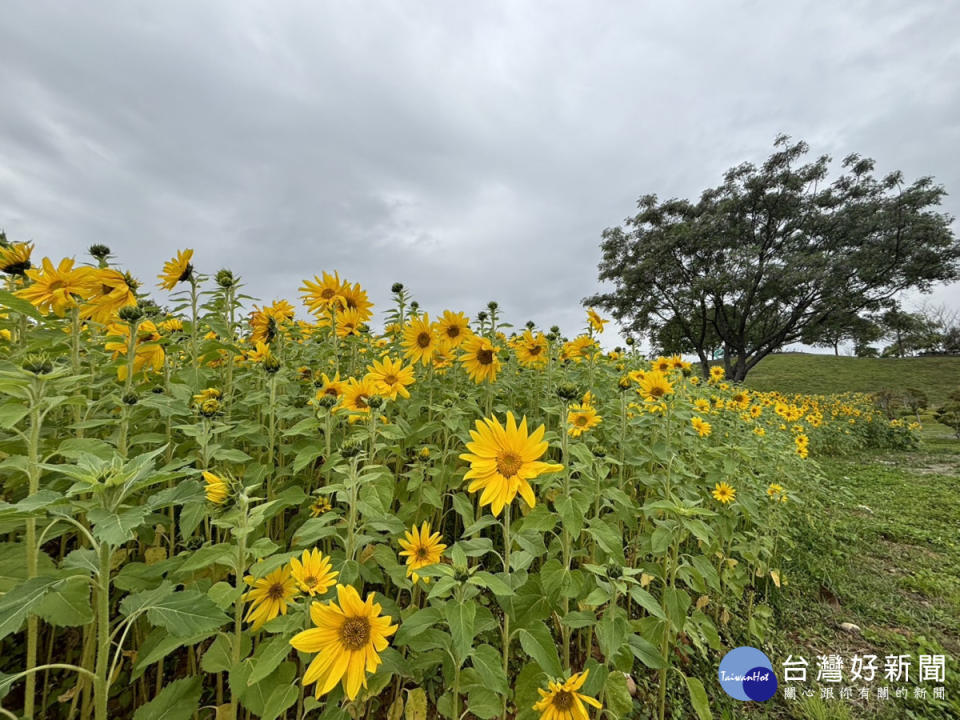 后里環保公園向日葵花海盛開超吸睛