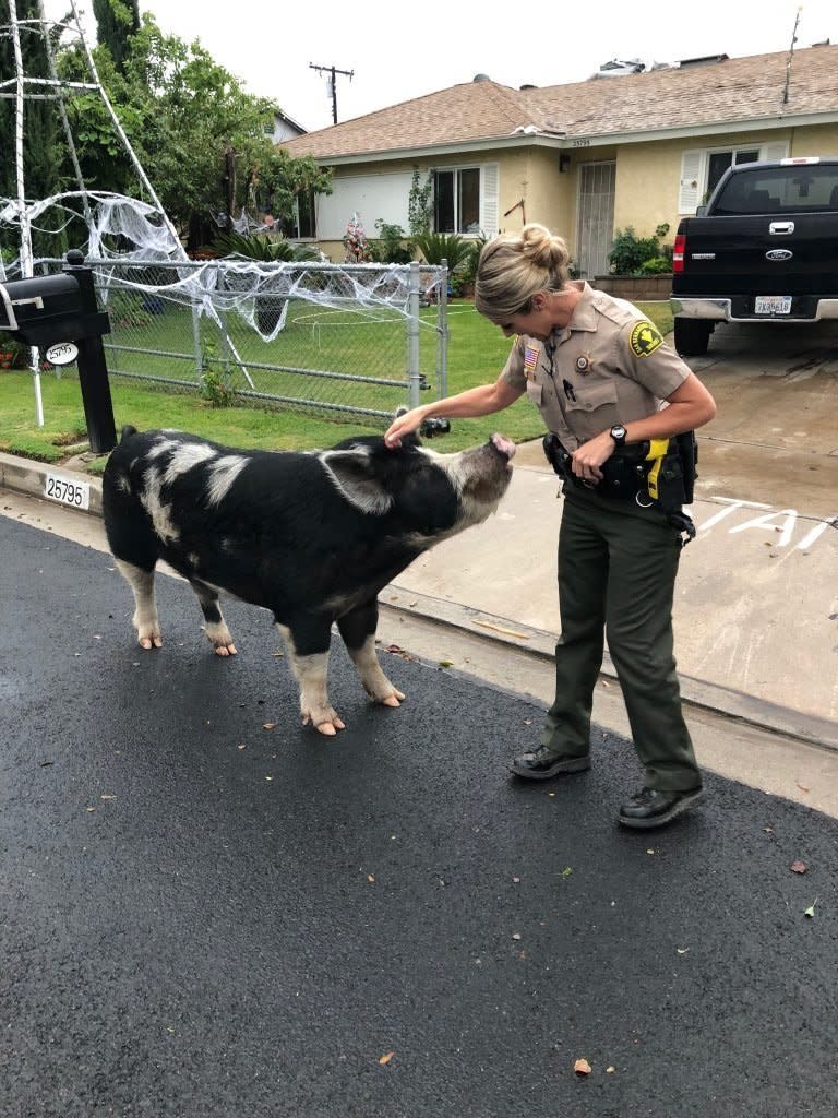 Deputy Shelly Ponce pets the escaped pig. (Photo: San Bernardino County Sheriff's Department)
