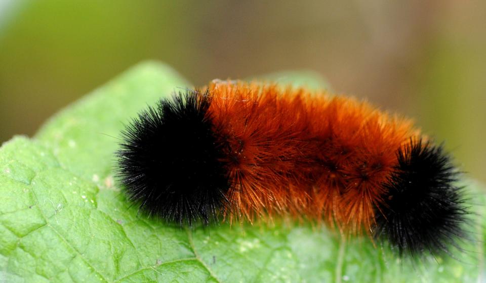 The River Revitalization Foundation's Woolly Bear Festival puts woolly bear caterpillars and their weather-predicting ways on center stage.