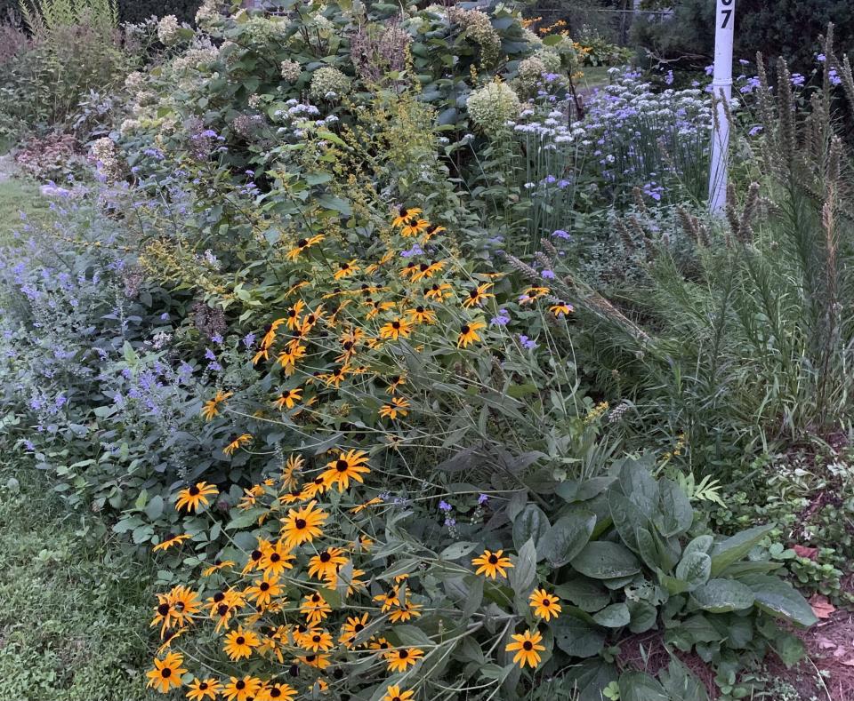 A mix of native and non-native plants in the front yard of a house in Westchester County, N.Y. Unlike lawns, native plants provide food and shelter to bees, birds and other beneficial wildlife. At the dawn of 2024, also known as New Year's resolution season, there are lots of small, easily achievable ways to lead more climate friendly lives. (AP Photo/Julia Rubin)