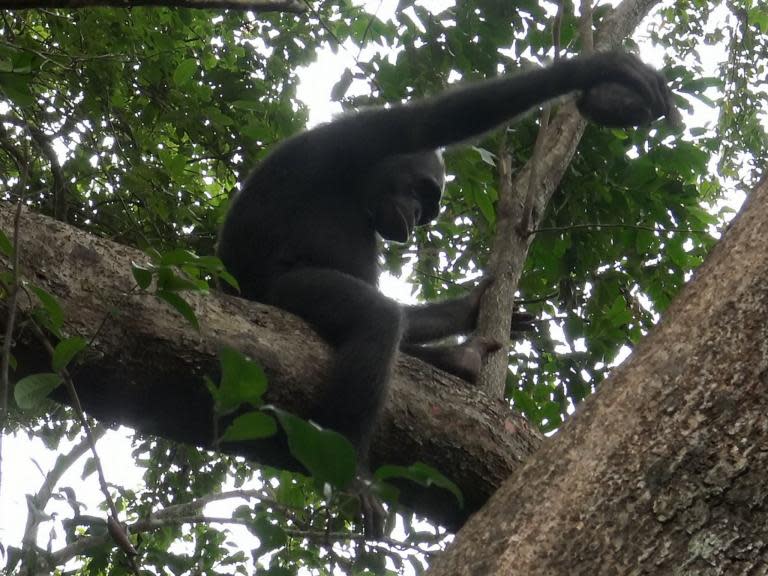 Chimpanzees have been observed killing and eating tortoises for the first time.The apes were seen smashing hinge-back tortoises’ shells against tree trunks to kill them and to enable them to access the meat, which is high in protein, vitamins and fats. The behaviour was recorded by a team of German scientists over a two year period in Gabon, west Africa. They also observed the chimps sharing the tortoise meat and one on occasion storing pieces of the carcass in a tree trunk for later consumption.In some instances they transported the living tortoises for several minutes in order to bring them to a suitable tree upon which to crack them open.“Storing food and later on retrieving it is an indication that the animals are able to plan into the future," said Tobias Deschner, a primatologist at the Max Planck Institute for Evolutionary Anthropology in Germany. “This is a trait that has long been claimed to exist only in humans [among primates].He added: “The fact that we saw this happening exactly in a situation while feeding on a tortoise and while no other group member was close by, indicates to me that we may sometimes underestimate the mental capacities of certain animals species.”Until the early 1960s it had always been thought chimpanzees only ate fruits, seeds, nuts, flowers and leaves. Celebrated primatologist Dr Jane Goodall was the first to observe chimps hunting for meat. She was also the first to witness the animals using tools to obtain food.But chimpanzees – the closest living relative of homo sapiens – are now known to be omnivorous like us.Reporting the latest evidence in the journal Scientific Reports, the team said tortoise hunts happened regularly during the two years they observed the wild chimps.Between July 2016 and May 2018, they witnessed 38 attacks by 10 different male individuals – of which 34 were successful.The finding was described as “unprecedented” by another of the study’s authors, professor Simone Pika, a cognitive scientist at the University of Osnabruck. She said: “Tortoise predation was observed frequently in most or all of the studied adult chimpanzee males. It consisted of a distinct sequence of behaviours involving the discovery of the prey, followed by smashing the tortoise shell with one hand against a hard surface, such as a tree trunk.“The chimpanzees then climbed a tree to consume the meat. In one instance, they even stored it.”She added: “In addition, we report on a single case of food storage, in which an adult male tucked a half-eaten tortoise in a tree fork and retrieved it the next day to continue feeding.”In 23 of the cases, the food was shared with other group members, including those who had previously attempted to open the tortoise shell but not succeeded.Professor Pika said: “The most frequent behavioural sequence consisted of discovering and capturing the prey, smashing the shell with one hand repeatedly against a tree trunk and climbing into a tree to consume the meat. In six cases, the chimpanzee first transported the tortoise between 10 to 50 metres on the ground, for a duration of one to eleven minutes, before smashing it.”Chimpanzees are listed as an endangered species, and in west Africa where this population was observed they increasingly face threats to their long term survival.These include risks from disease, habitat loss, illegal poaching, and conflict with people competing for resources.West Africa already has one of the most fragmented tropical forest landscapes in the world due to high levels of deforestation. The majority of chimpanzees in this part of Africa remain particularly vulnerable as they live outside protected areas.Hinge-back tortoises are native to Africa and are so-called because of a 90 degree hinge at the lower part of their shell, which when closed can protect the animals’ rear legs and tail from predators.Animals known to prey upon hinge-backs include hawks, eagles and leopards. It is threatened by humans as shells are prized in illegal international trade, but it is not endangered. Additional reporting by SWNS