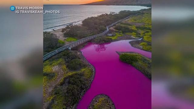 Drought blamed as Maui pond turns bright pink, Hawaii