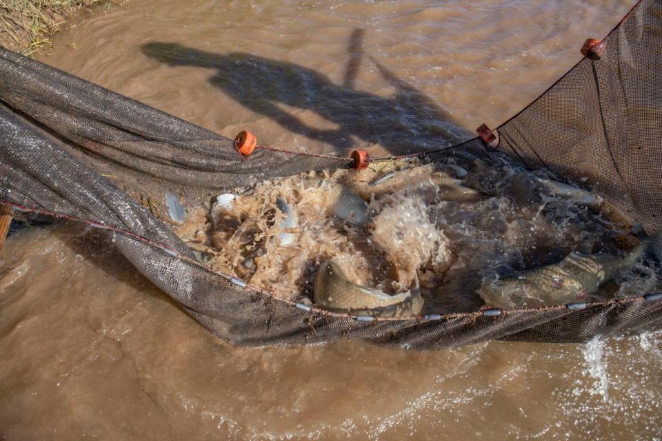 The U.S. Fish and Wildlife Service team pulls seine nets through almost any pool left in the drying riverbed. The rescuers check each pool for silvery minnow. They throw back the other species of fish. The pools are often hot and poorly oxygenated.