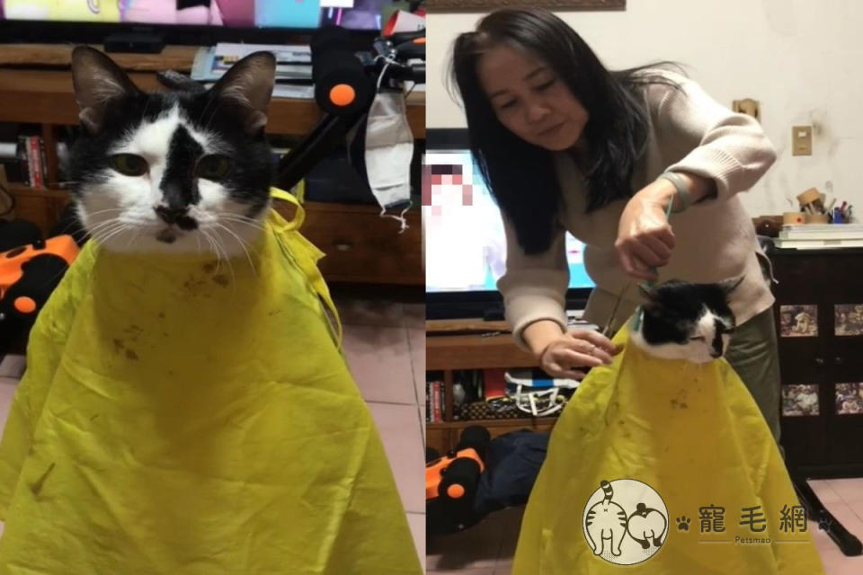 <p>乳牛貓「咪咪」日前享受媽媽的「剪髮服務」（圖／網友Choc Liu授權提供）</p>
